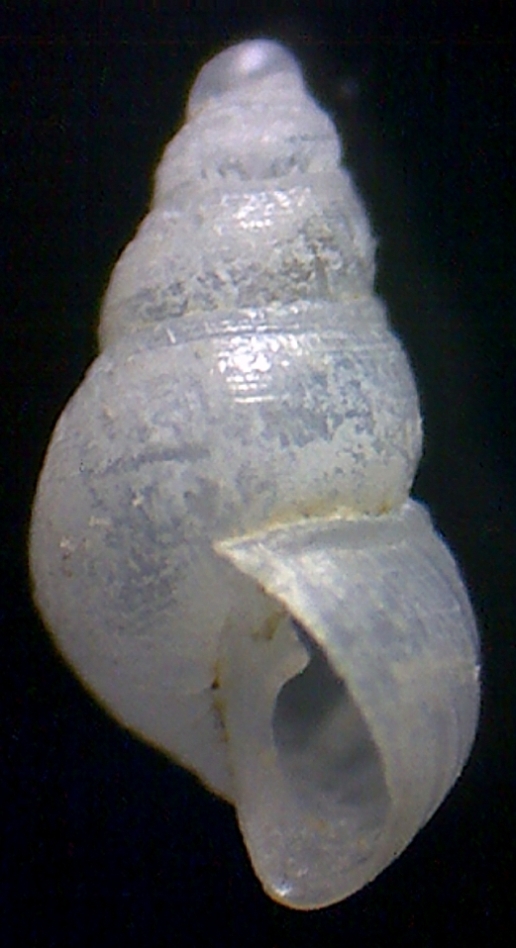 Odostomia striolata  verduini ??